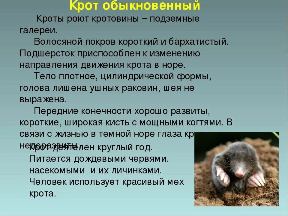 Акция: Сетка пластиковая ОТ КРОТОВ 14Х14ММ 2Х100М, 35Г/М2 =200 М2 (CHN) купить с