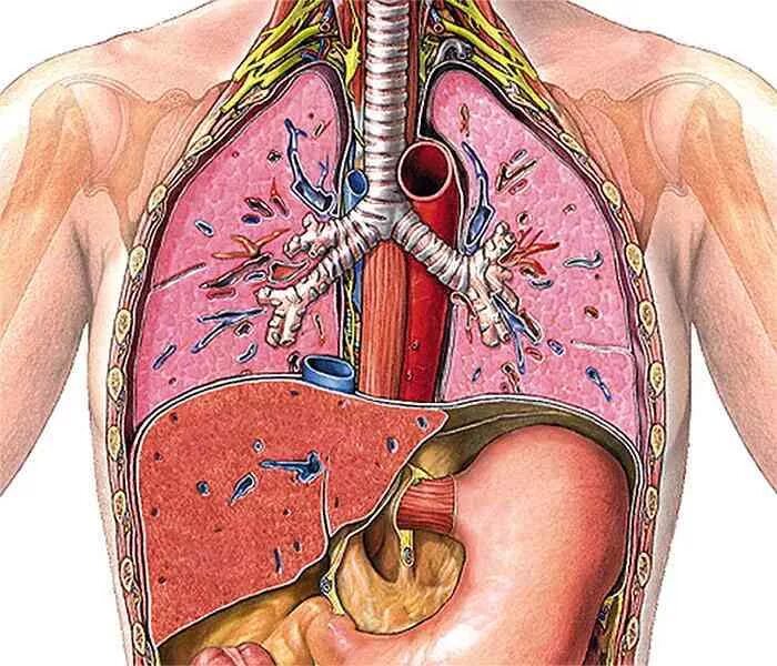 Трахеит эффективное лечение. Воспаление трахеи трахеит. Воспалительные заболевания трахеи.