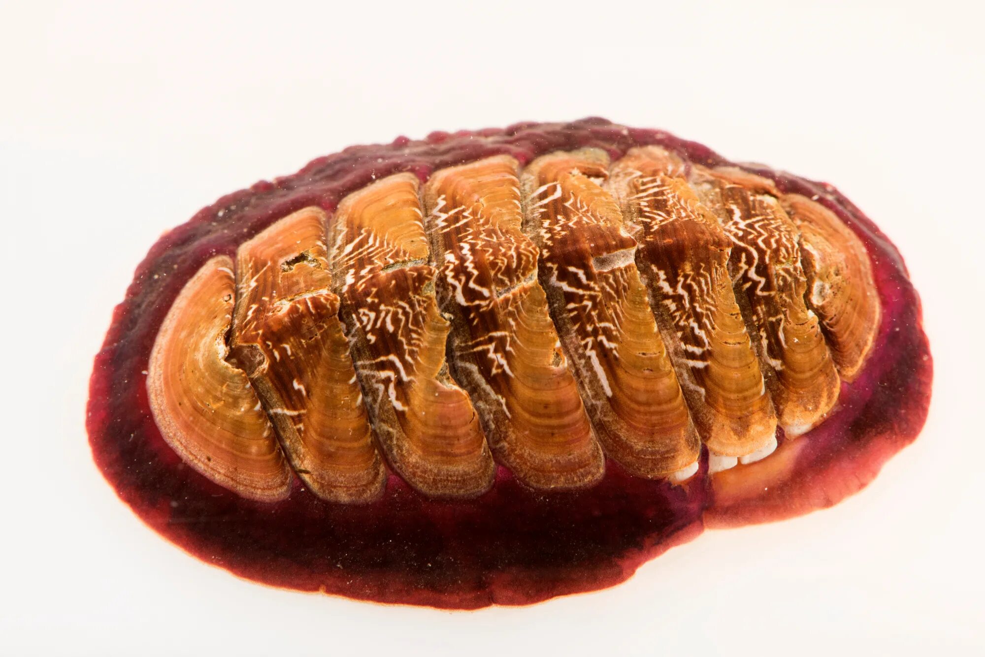 Chiton
