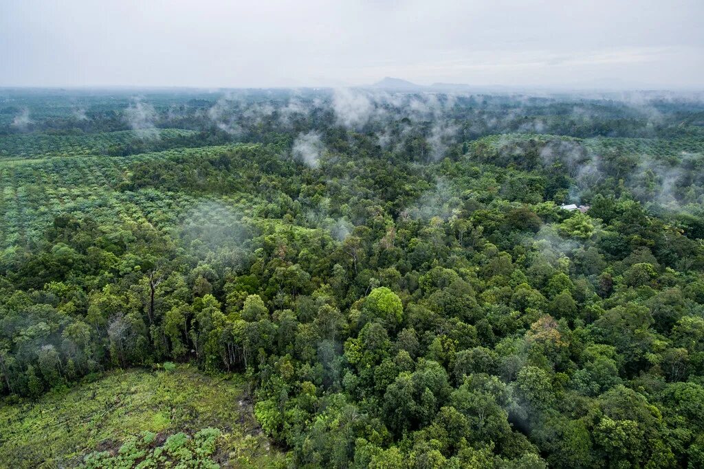 Global forests