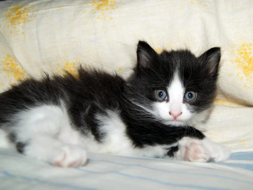 Сибирская кошка котенок серное белый. Котенок черно-белый. Котята черно белые пушистые. Сибирская кошка черно белая. Черно белый котенок девочка