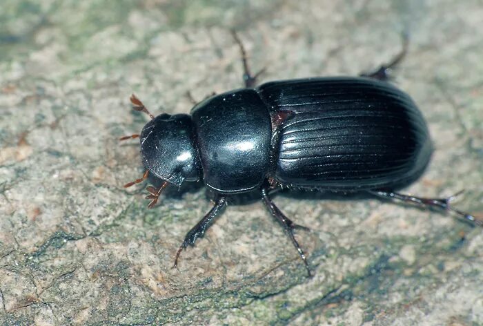 Black insect