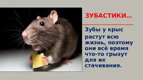 Крысы рос
