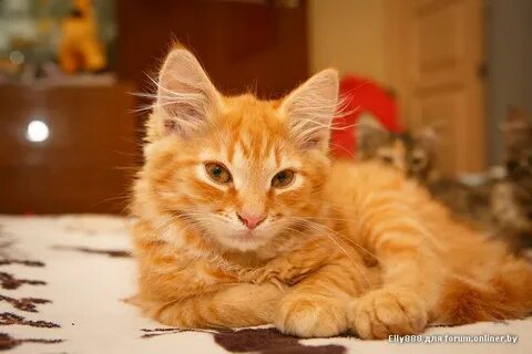 Рыжие котики песни