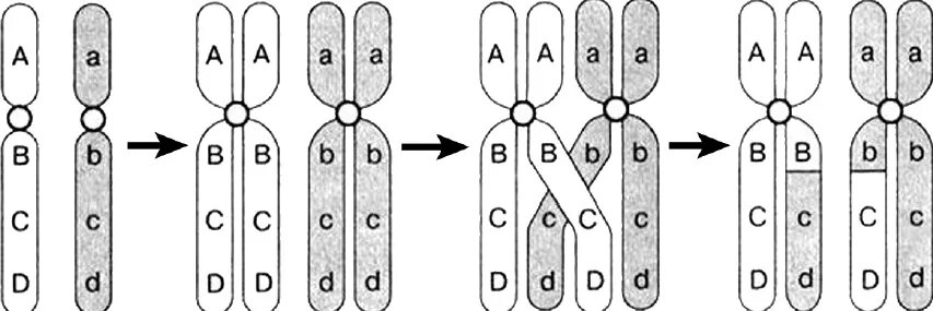Схемы процессов конъюгации и кроссинговера. Схема конъюгации хромосом. Конъюгация хромосом в мейозе. Схема процесса кроссинговера.