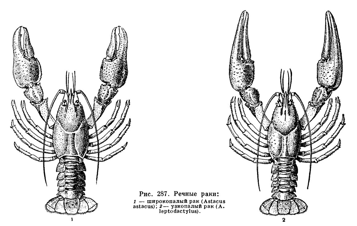 Десятиногие ракообразные дыхание. Симметрия ракообразных. Ракообразные самка и самец. Ракообразынк симметрия. Численность речного рака