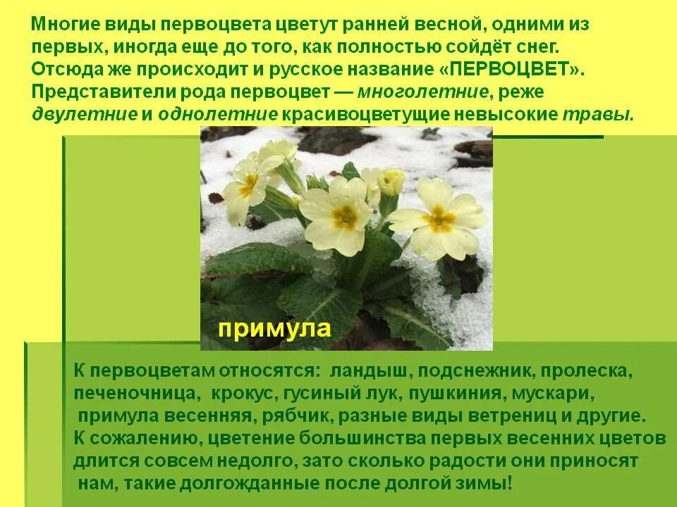 Первоцвет польза и вред. Первоцвет примула красная книга. Первоцвет польза и вред. Жёлтая примула баранчики. Первоцвет характеристика.