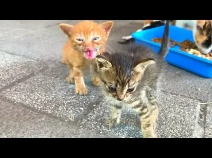 Трек kittens meowing