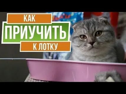 Как приучить кота на новом месте