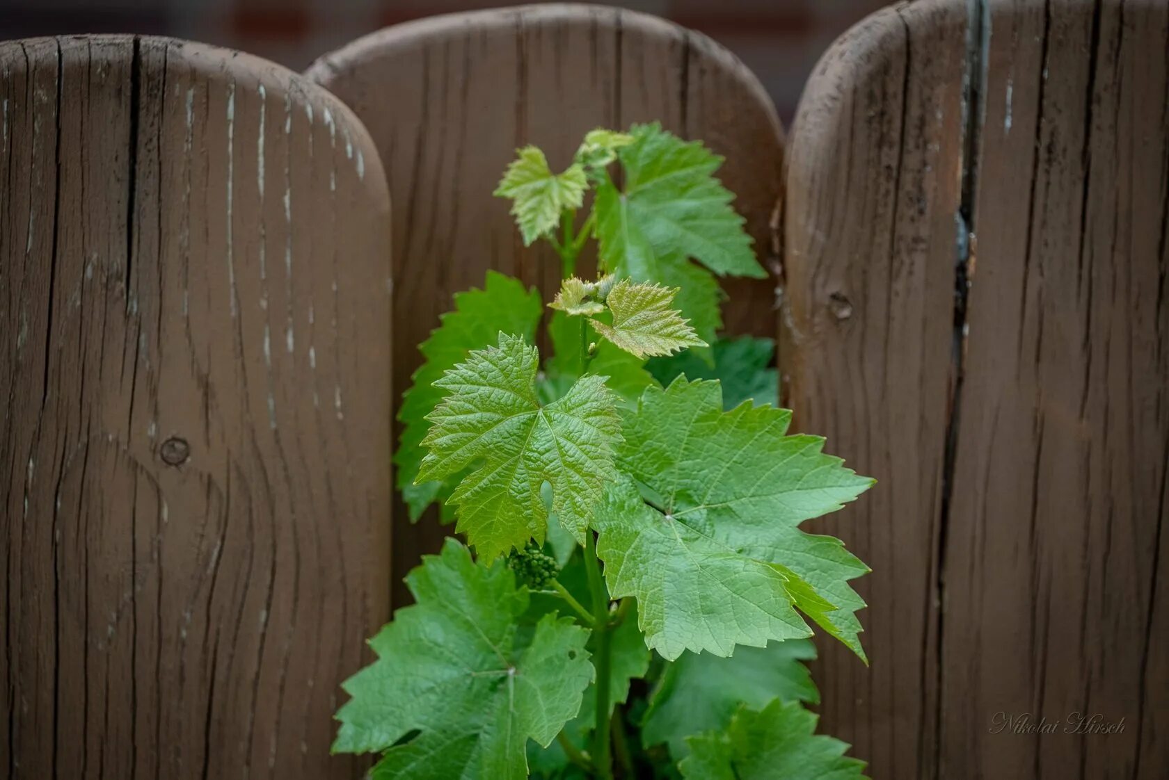 Прореживание листьев винограда. Лоза генезис. Колхидский плющ вечнозеленый. Резьба по дереву виноградная лоза. Плакучая ива черенок.