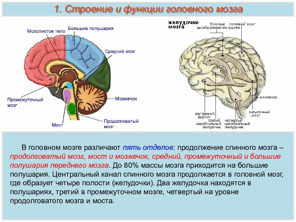 Какой отдел головного мозга обеспечивает координацию движения. Функции отделов головного мозга анатомия. отделы головного мозга и их функции схема. мозг человека строение и функции анатомия головной мозг. функции основных отделов головного мозга.