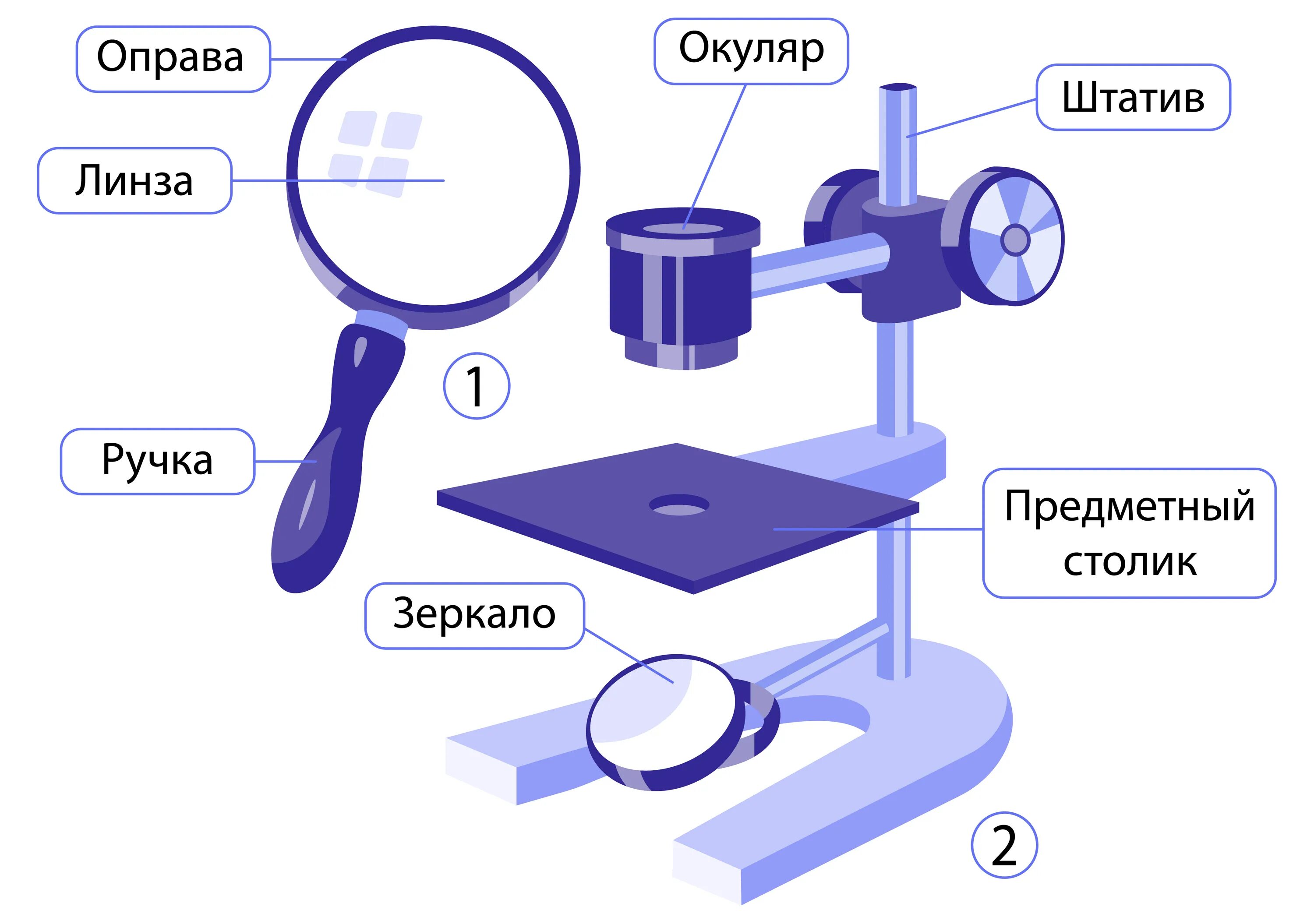 Какое увеличение дает ручная лупа. Штативная лупа 5 класс биология. Лупа ручная и штативная биология 5. Штативная лупа строение 5 класс биология. Штативная лупа строение.