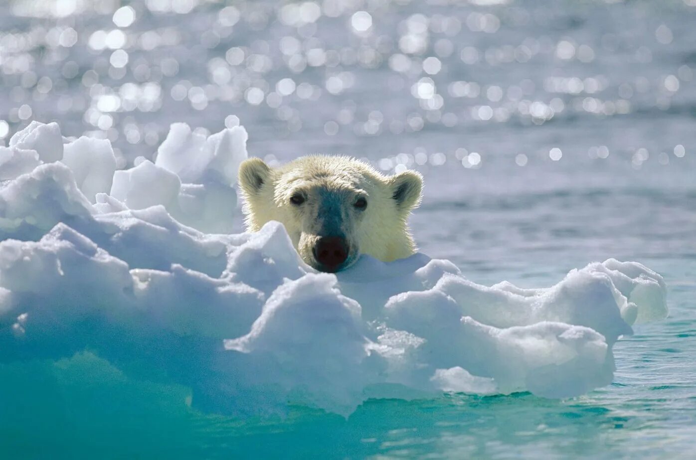 Arctic tale 2007. Мишка на севере 2007. Мишка на севере 2007. Мишка с севера. Съемки на севере.