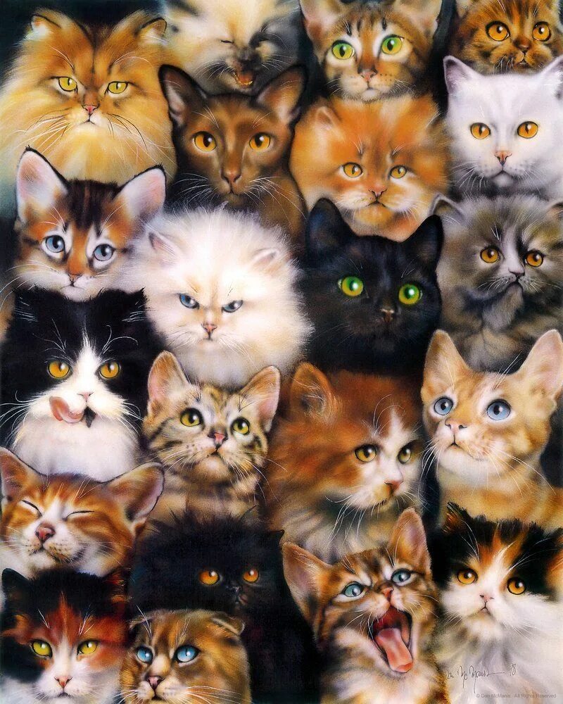 Много котят разноцветных. Много кошек. много котов. много котят. много ашек.