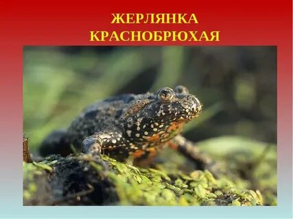 Кумка