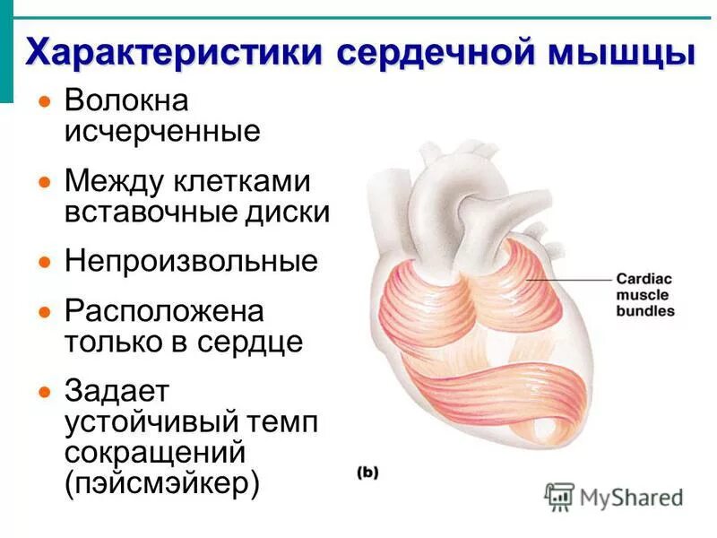 Сердечная мышца представлена тканью. Строение сердечных мышц. Особенности строения сердечной мышцы. Характеристика сердечной мышцы. Сердечная мышца строение.