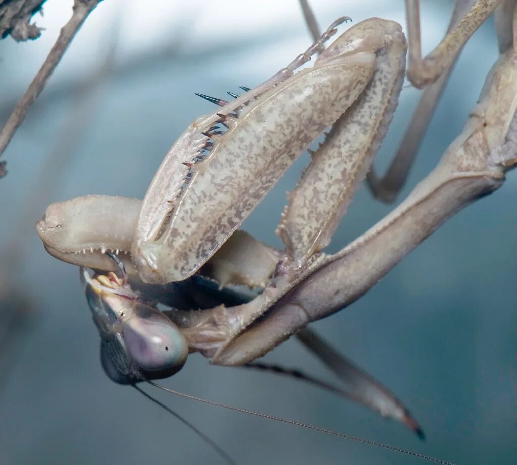 Богомол Sphodromantis Centralis. Оотека (кокон) богомола. Оотеки Богомолов. Коконы Богомолов.