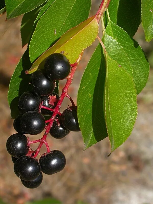 Ягоды черемухи. Черёмуха обыкновенная ягоды. Черёмуха обыкновенная плоды. Черемуха дерево с ягодами. Черемуха черная ягоды.