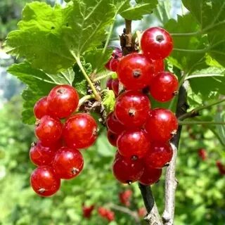 Саженцы красной смородины