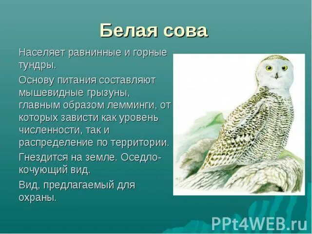 Растения красной книги республики коми. Звери республики коми. Животные республики коми которые нуждаются в охране. Животные коми края. Животные республики коми которые нуждаются в охране.