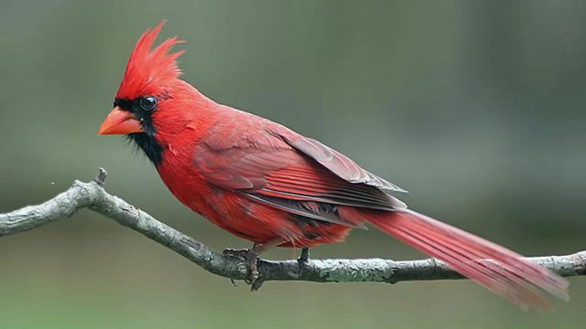Птица кардинал энгри. Красный кардинал птенец. Северный кардинал. Виргинский кардинал птица. Попугай кардинал.