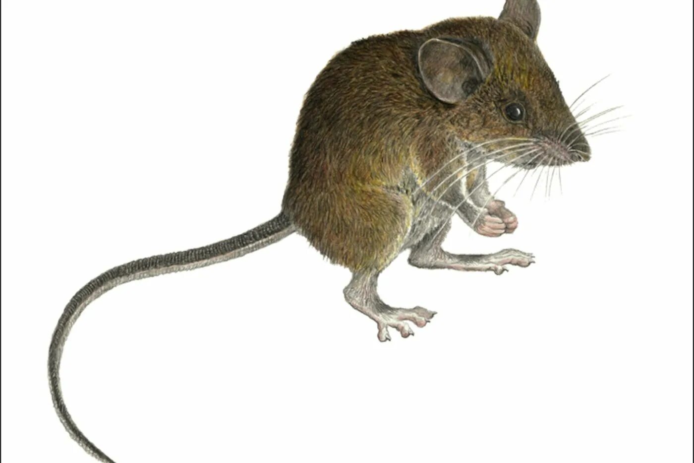 Домовая мышь млекопитающее длина. Акомис иглистая мышь. Мышь Лесная сбоку. Лесная мышь на белом фоне.