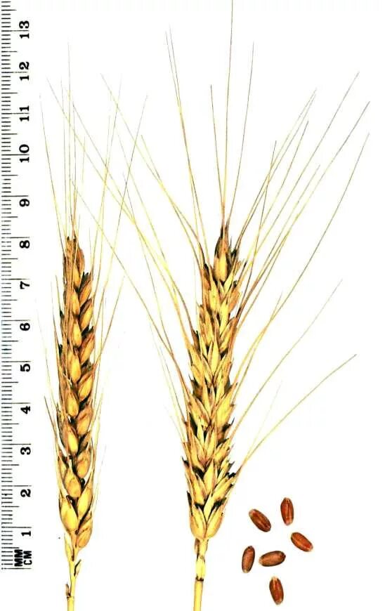 Строение ячменя. Озимая пшеница Юбилейная 50. Строение Колоса озимой пшеницы. Морфологическое строение озимой пшеницы. Структура Колоса озимой пшеницы.