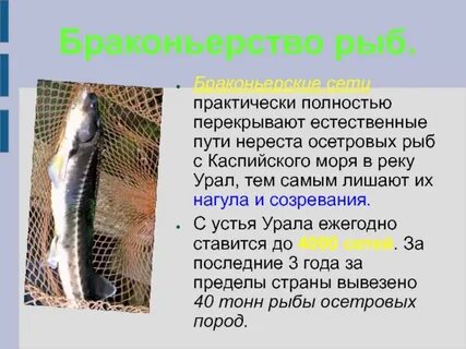Охраняемые рыбы