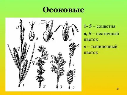 Плод растения семейства злаковые