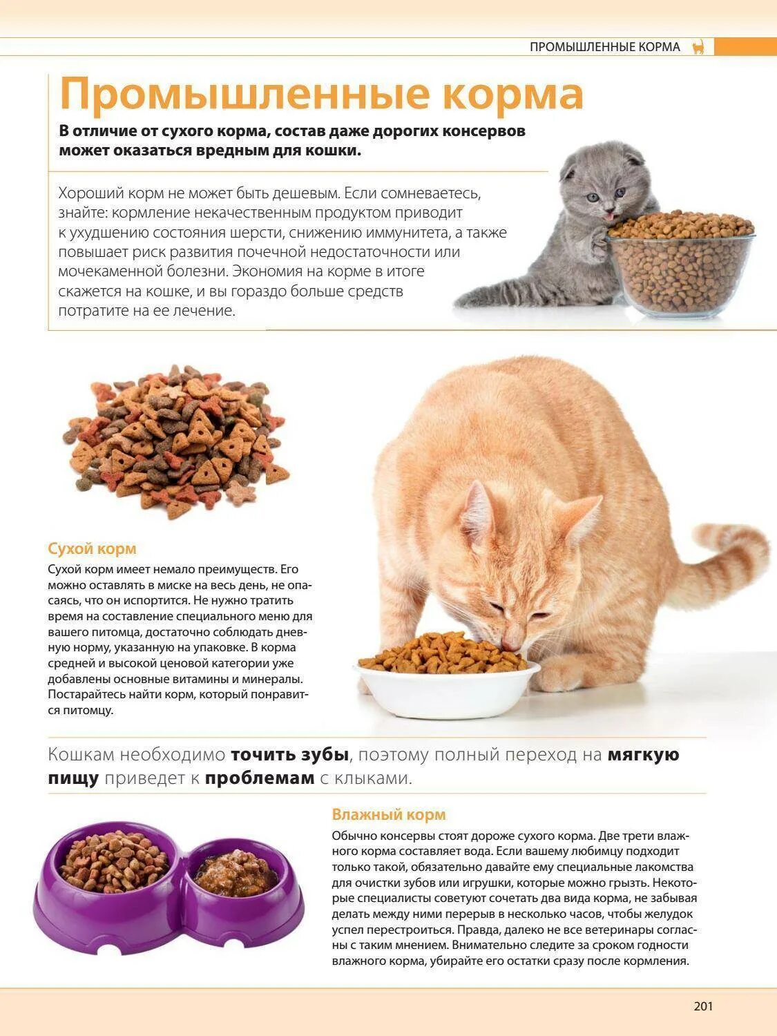 Как правильно кормить кошек сухим. Рацион кормления кота корм. Сухой корм для котов. Рацион кошки на натуральном питании. Натуральное питание для котят.