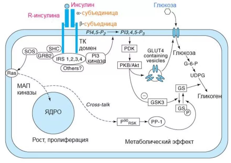 Схема действия инсулина на жировую ткань. Схема сигнального пути инсулина. Схема действия инсулина биохимия. Схема секреции инсулина. Участвует в синтезе инсулина