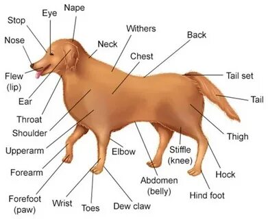 Dog parts