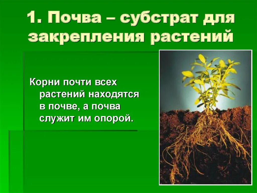 Растения в почве. Роль растений в почве. Взаимосвязь почв и растительности. Влияние почвы на растения.