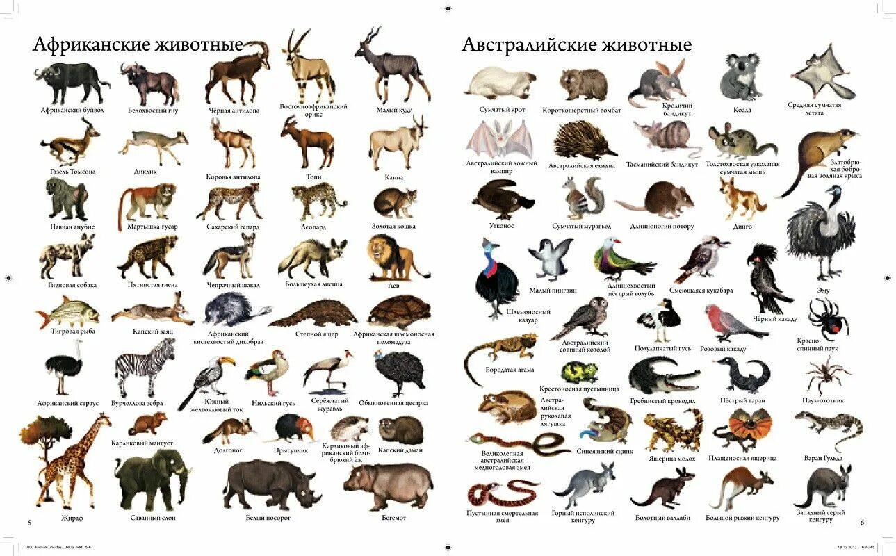 Какое слово означает животное. Список животных. Животные названия список. Название африканских животных. Название типа животных.