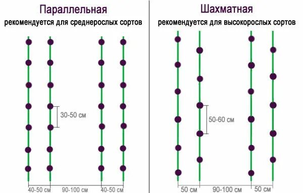 Какое расстояние помидор в открытом грунте. Схема высадки рассады перца в открытый грунт. Схема посадка перца в теплицу. Посадка перца схема посадки в теплице. Схема посадки баклажан в открытый грунт рассадой.