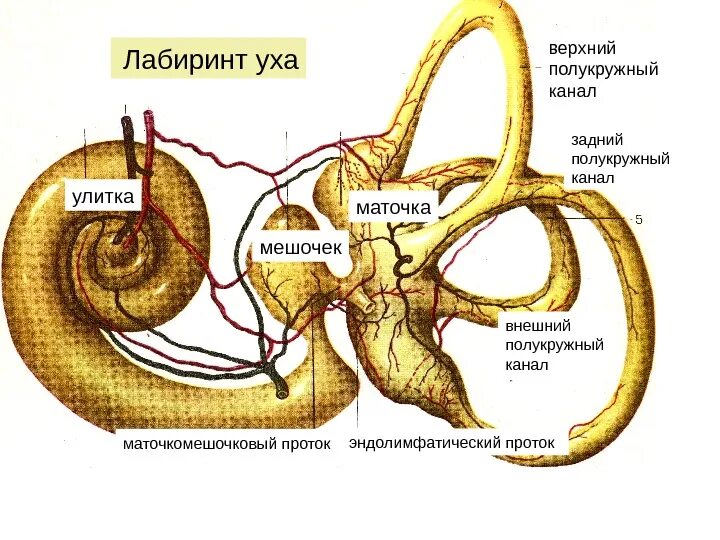 Внутреннее ухо маточка мешочек. Перепончатый лабиринт внутреннего уха маточка. Эллиптический мешочек пред. Полукружные каналы строение и функции. Костный лабиринт внутреннего уха анатомия.