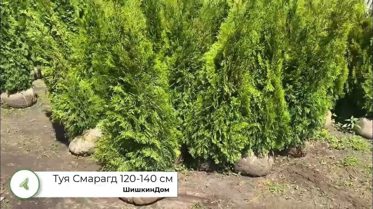 Туя западная смарагд 120-140. Туи 120-140. Туя 140 см. Туя смарагд 30 см. Смарагд обычный 120-140.