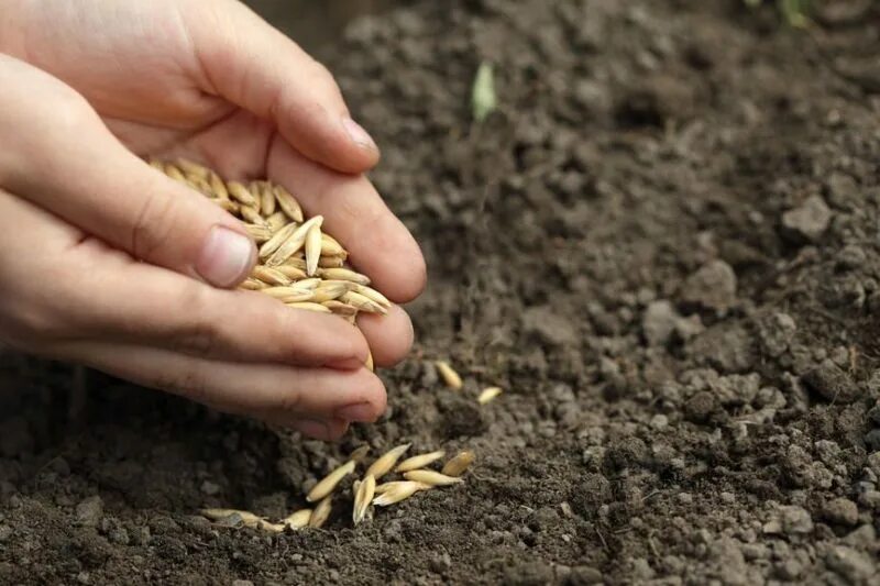Посадка овса. Посев зерна. Посев пшеницы. Посадка зерна. Посев семян на поле.