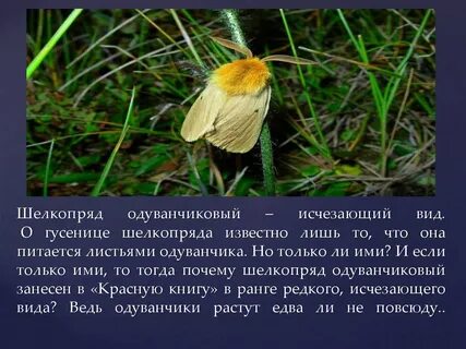 Шелкопряд песня
