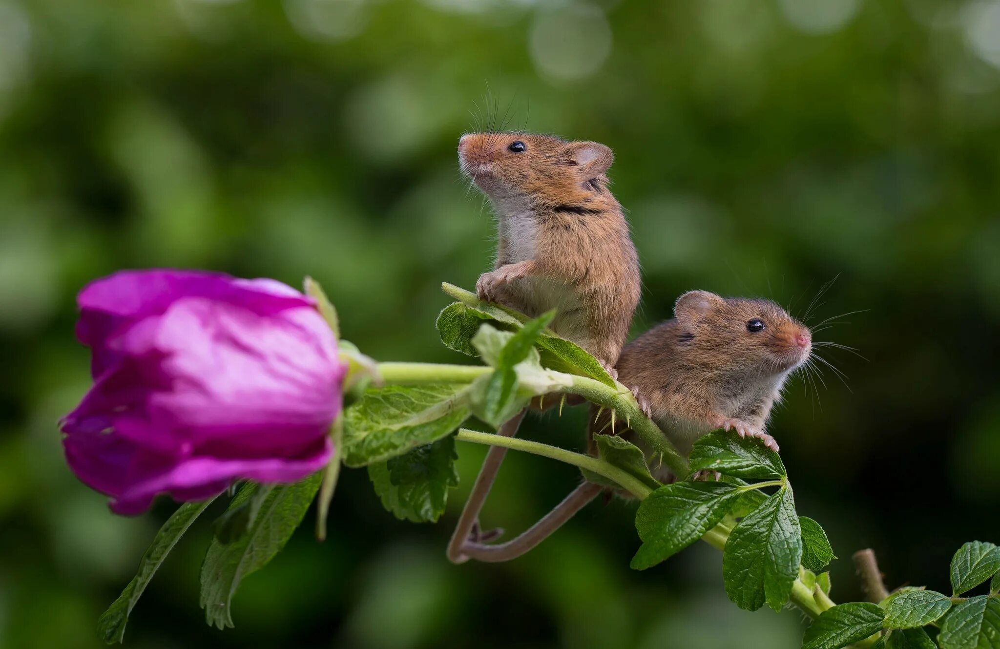 Мышь полевка. Мышиная полевка цветок. Мышь Малютка. Европейская Полевая мышь. Хомяки полевки