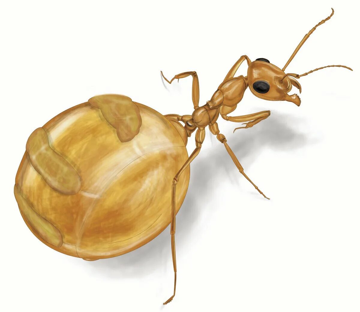 Муравей нашел зерно оно было тяжелое. Myrmecocystus mexicanus. Медовые муравьи. Муравей рисунок. Королева муравьев.