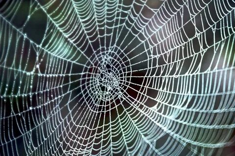 Watts web