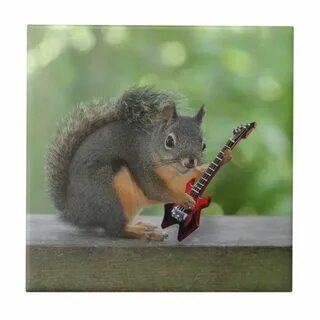 Funny Squirrel Pictures, Hilarious Pictures, Best Guitar Players, Guitar Ar...