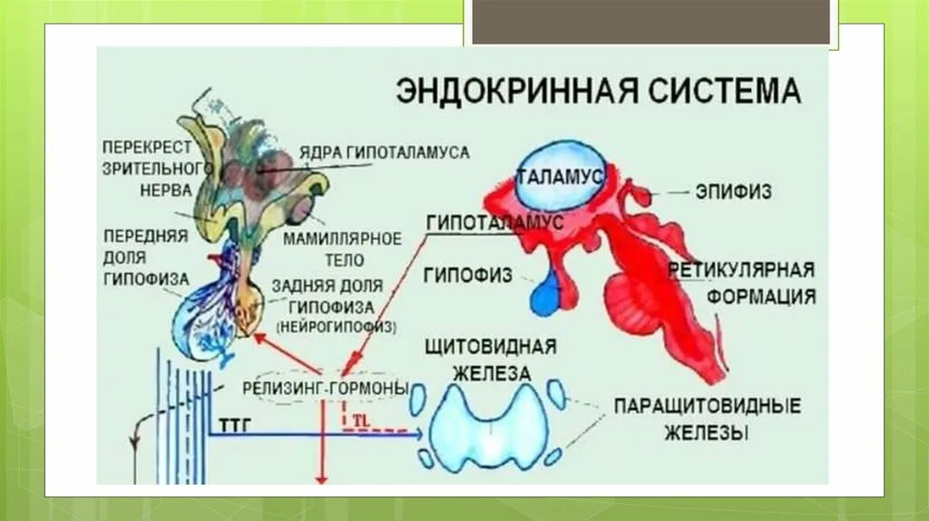 Эндокринная система тиреотропный гормон. Гипоталамус гипофиз щитовидная железа схема. Регуляция гормонов щитовидной железы схема. Регуляция тиреотропного гормона. Секретирует тиреотропный гормон