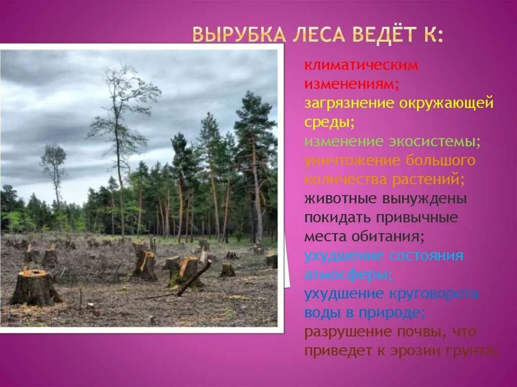 Вырубка лесов воздействие на человека. Вырубка лесов. Вырубка лесов воздействие на человека. Влияние человека на сообщество лес. Вырубка лесов картинки.