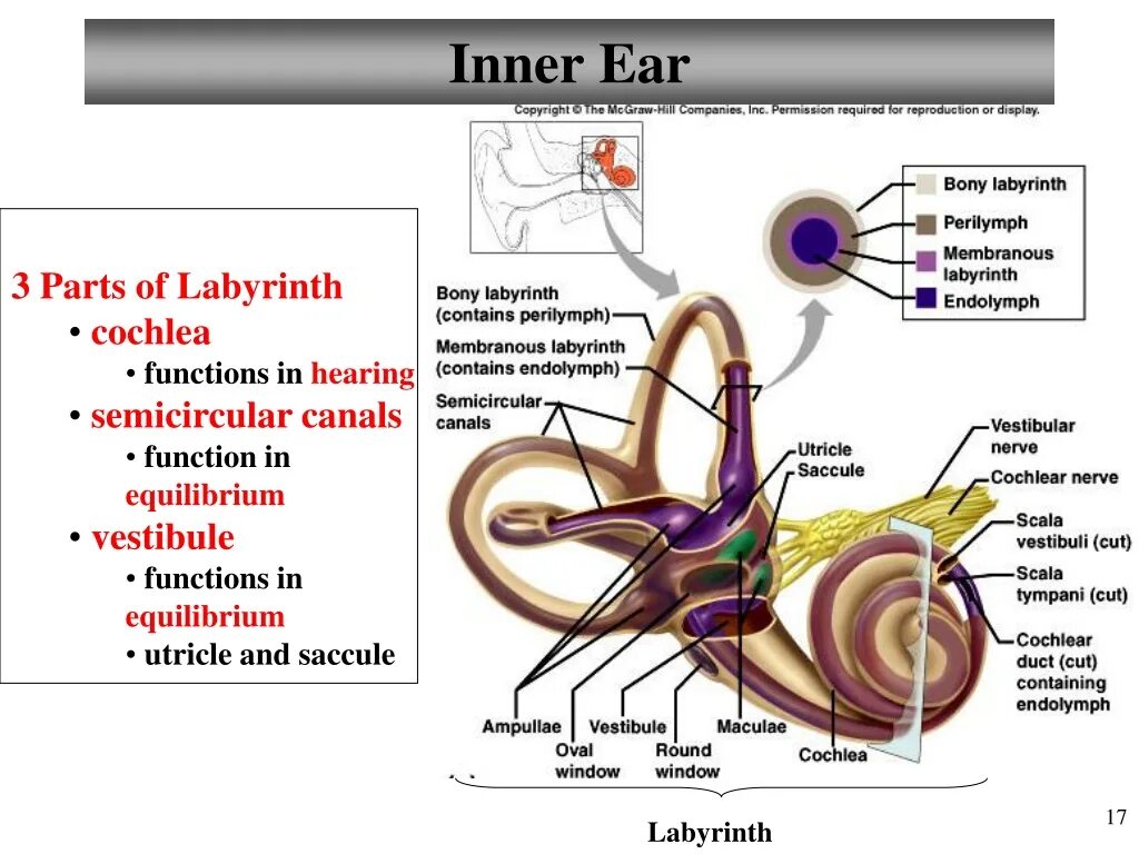 Inner function. Vestibule cochlea. labyrinth ear группа. physiology of inner ear.
