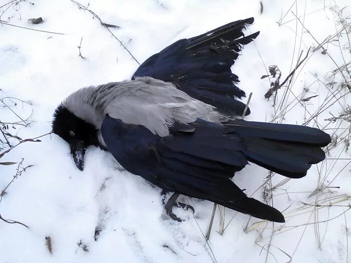 Жила ворона в заколоченном на зиму. Ворона нахохлилась. Нахохленная ворона.