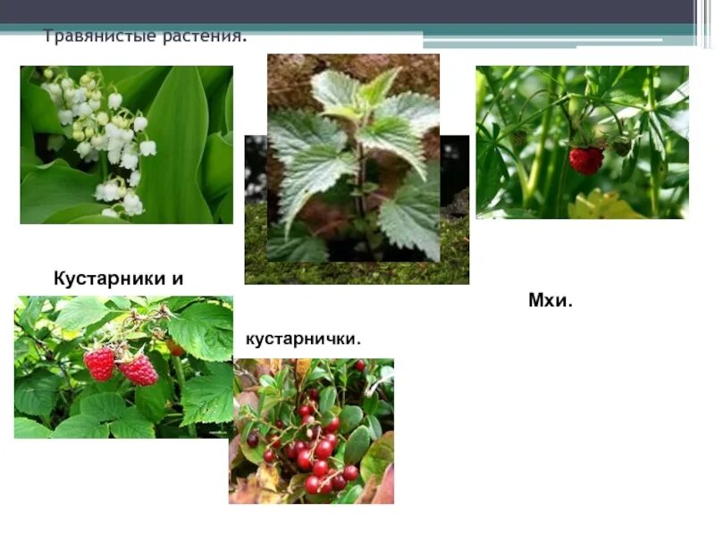 Выберите кустарнички