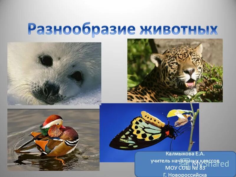 Многообразие животных 8 класс. Многообразие животных начальная школа. многообразие животных 9 класс. наиболее разнообразны животные в. разнообразие животных коротко.