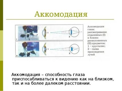 Способность глаза приспосабливаться к восприятию света